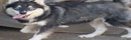 Pomsky dogs for sale: Duke - Ad 2