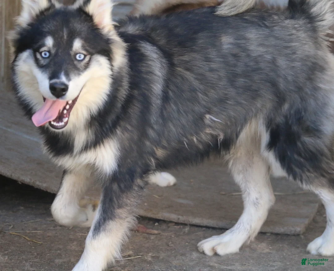 Pomsky dogs for sale: Duke - Ad 2