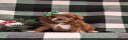 Cavapoo dogs for sale: Annaliese Hypoallergenic - Ad 1