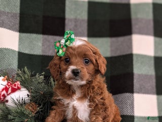 Cavapoo dogs Annaliese Hypoallergenic - Ad 14