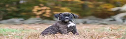 Boxer dogs for sale: Luca - Ad 7