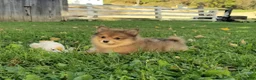 Pomeranian dogs for sale: Jewel  - Ad 6