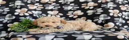 Toy Poodle dogs for sale: Sheldon 7 lbs Full Grown - Ad 5