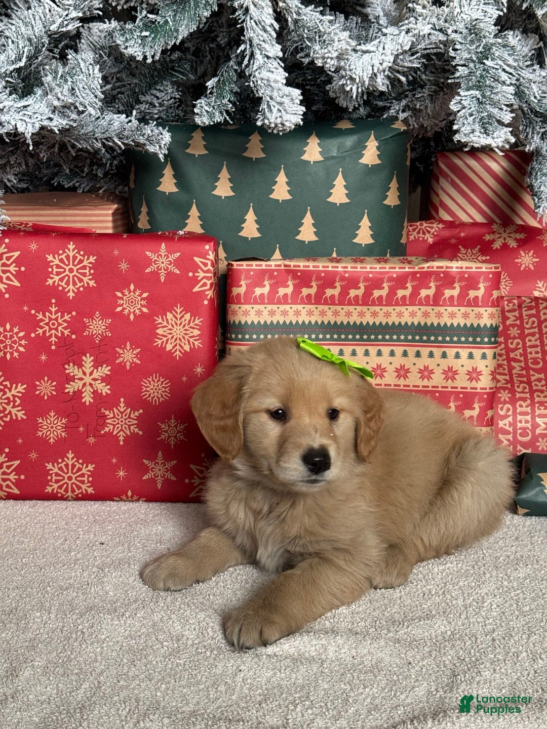 Golden Retriever dogs for sale: Mistletoe - Ad 4