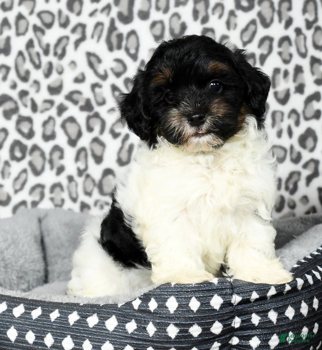 Havapoo dogs for sale: Cooper - Ad 8