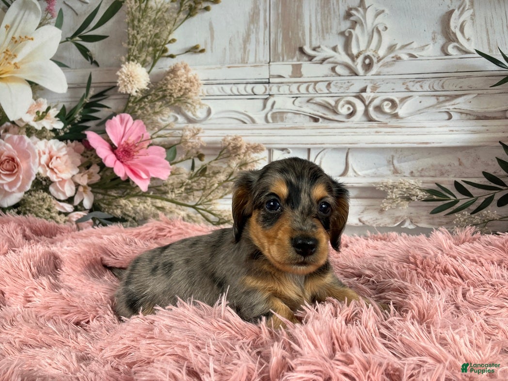 Miniature Dachshund dogs AKC-Ruger - Ad 11