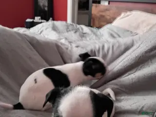 Chihuahua dogs Chihuahua Puppy 1 - Ad 29