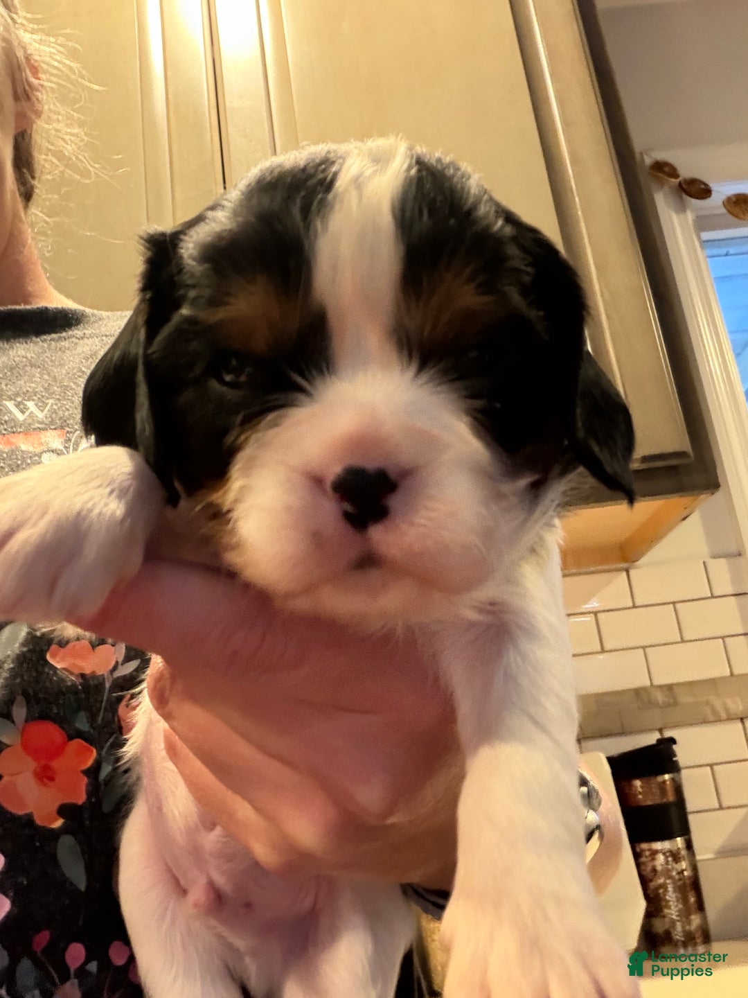 Cavalier King Charles Spaniel dogs for sale: Charlie - Ad 6