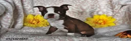 Boston Terrier dogs for sale: Cocoa Fern - Ad 3