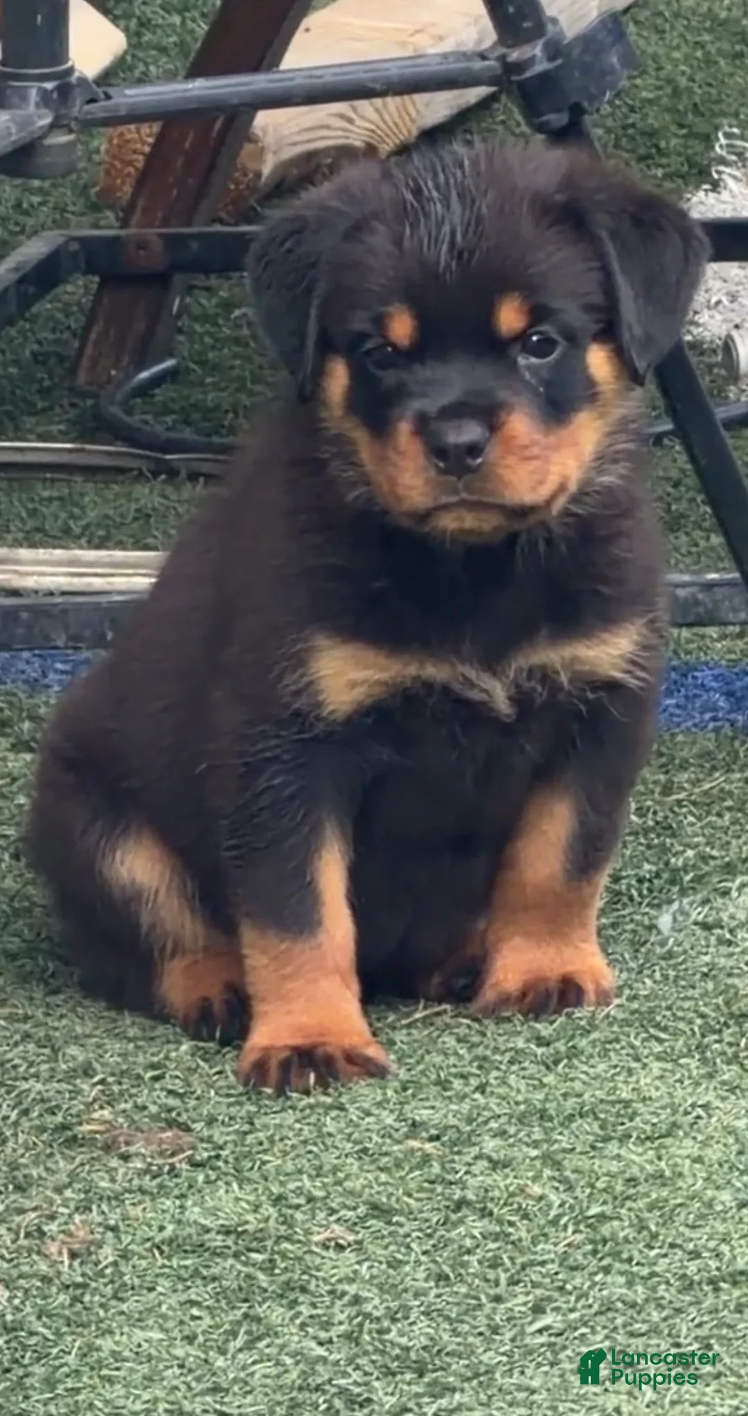 Rottweiler dogs for sale: XXL Heenoch  - Ad 1