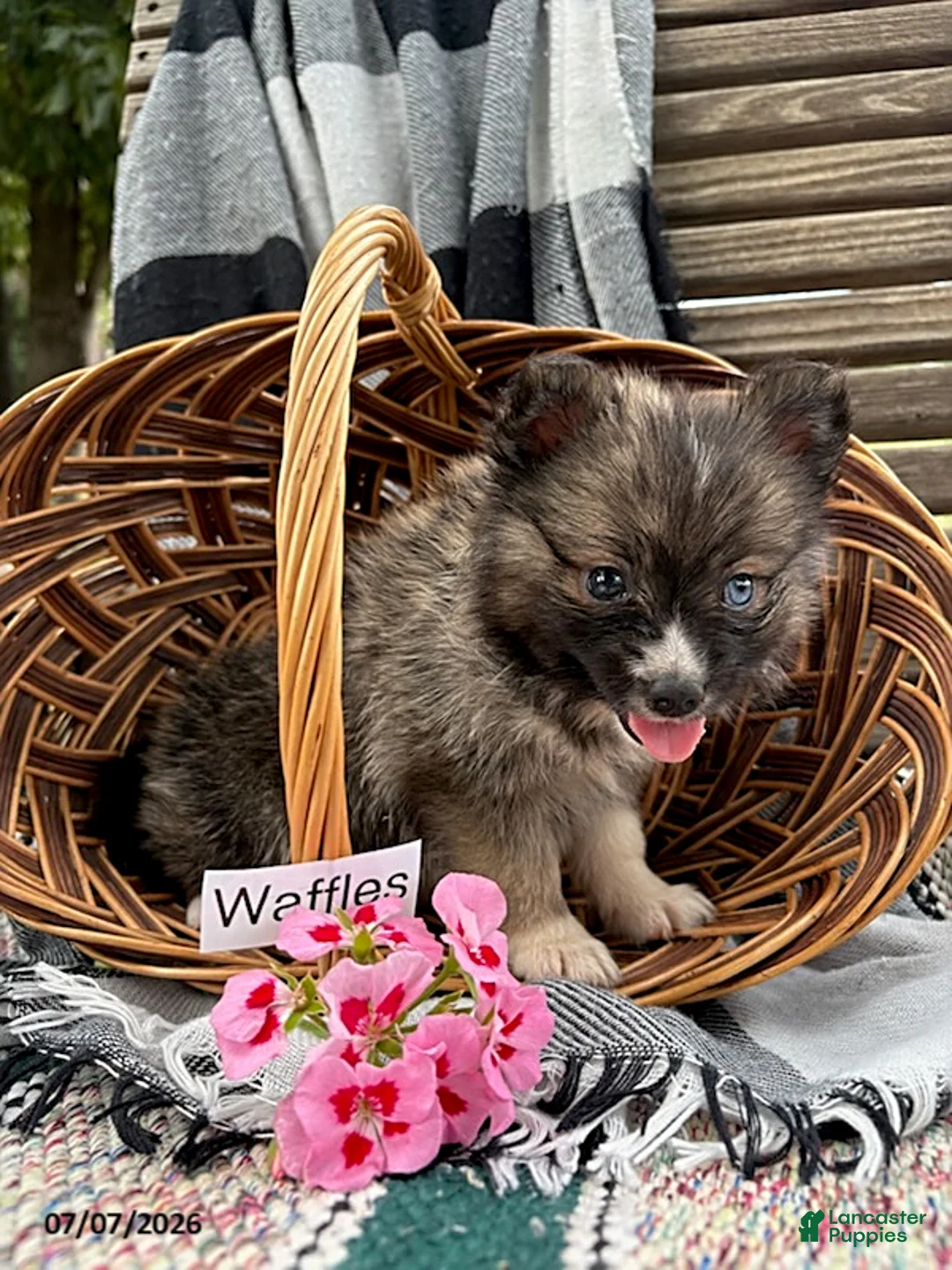 Pomsky dogs for sale: Waffles - Ad 4