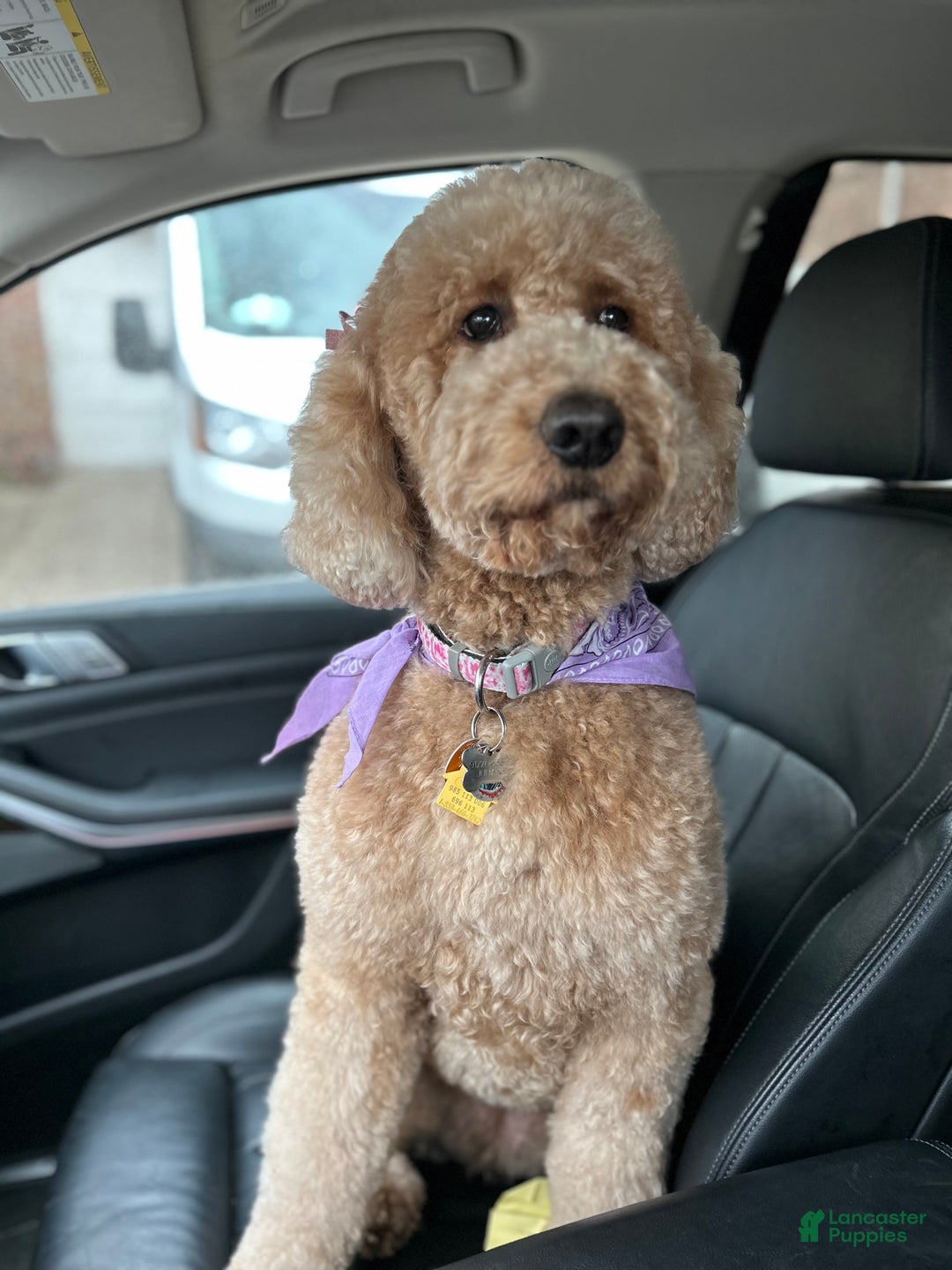 Goldendoodle dogs for sale: Goldendoodle Puppy 4 - Ad 2