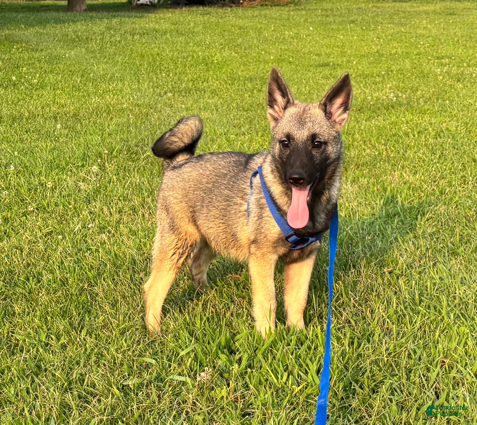Norwegian Elkhound dogs Norwegian Elkhound 1 - Ad 1