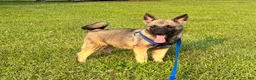 Norwegian Elkhound dogs for sale: Norwegian Elkhound 1 - Ad 1