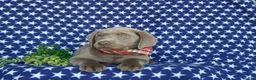 Labrador Retriever dogs for sale: Waylon - Ad 4