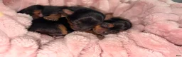 Yorkshire Terrier dogs for sale: Tiny Julio - Ad 7