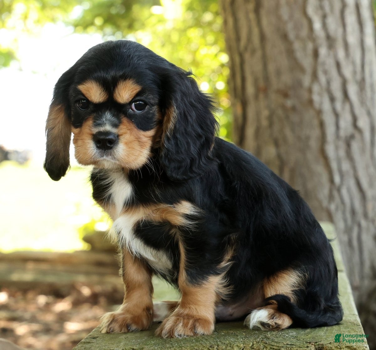 Cavalier King Charles Spaniel dogs for sale: Corey - Ad 4
