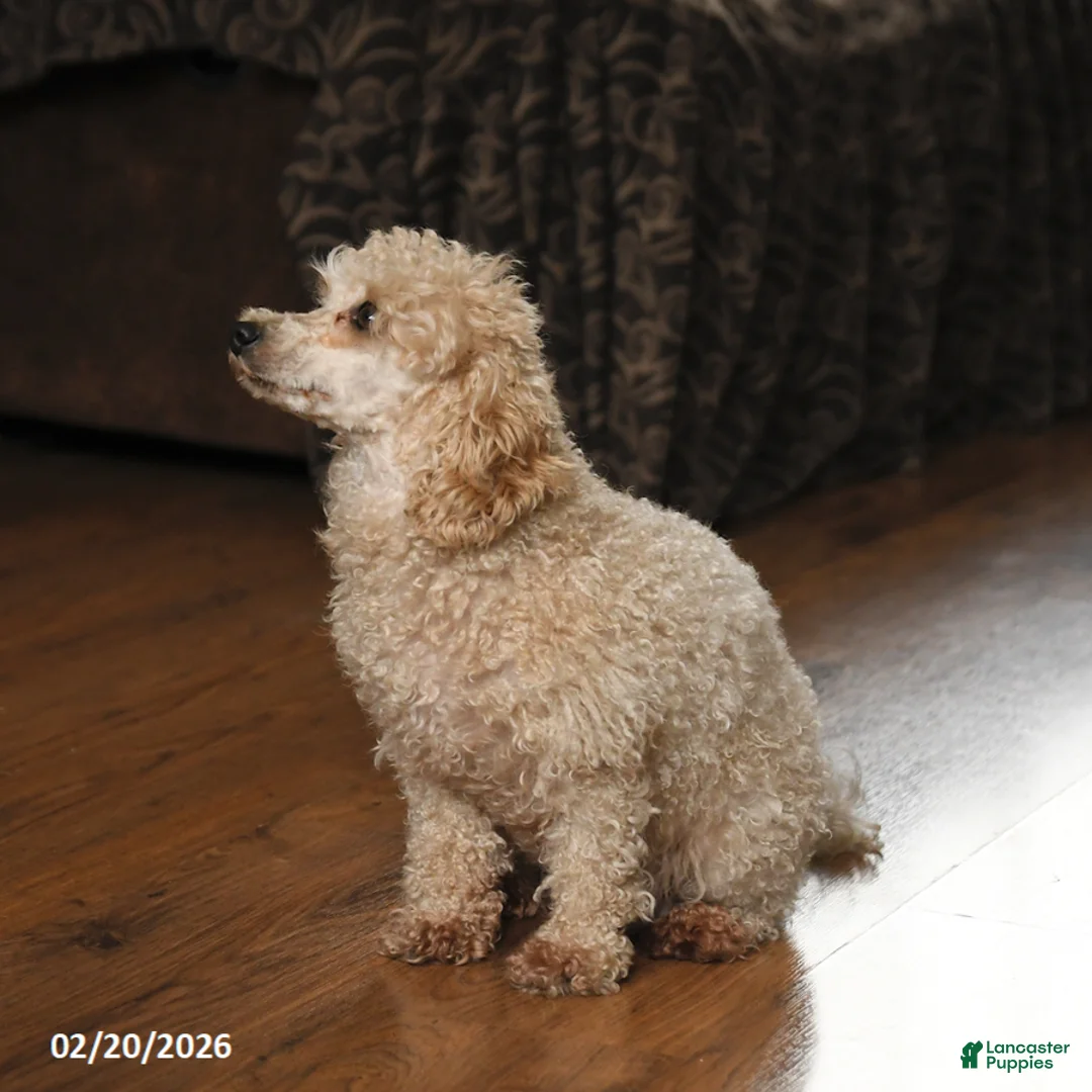 Maltipoo dogs for sale: Gracie - Ad 6