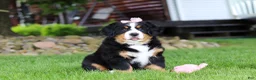 Bernese Mountain Dog dogs for sale: Sadie - Ad 5