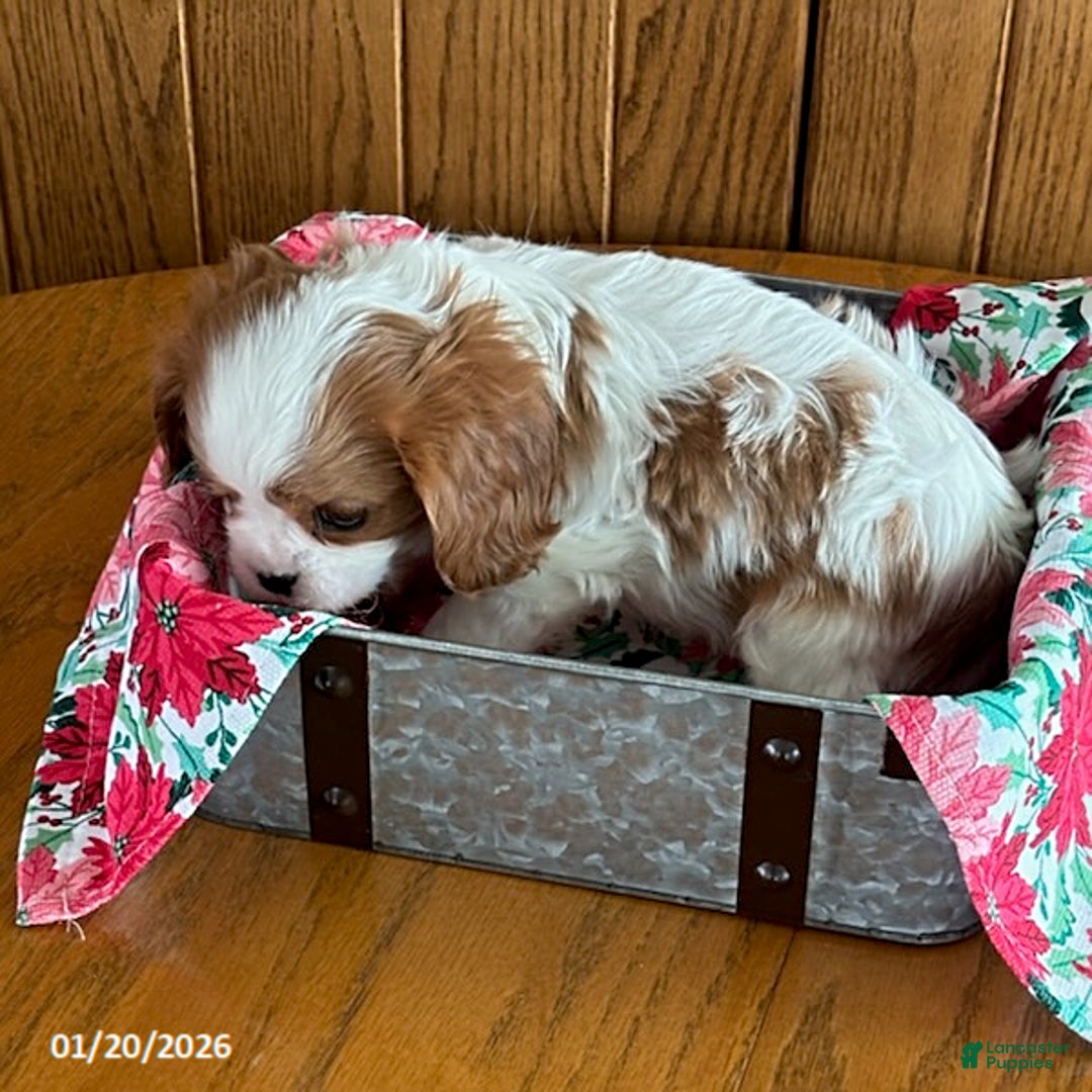 Cavalier King Charles Spaniel dogs for sale: Montey - Ad 4