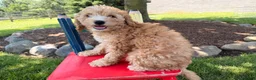 Cockapoo dogs for sale: Megan  - Ad 5