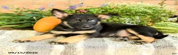 Gerberian Shepsky dogs for sale: Theo - Ad 2