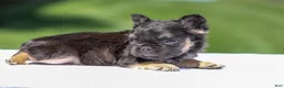 French Bulldog dogs for sale: Jade - Ad 12