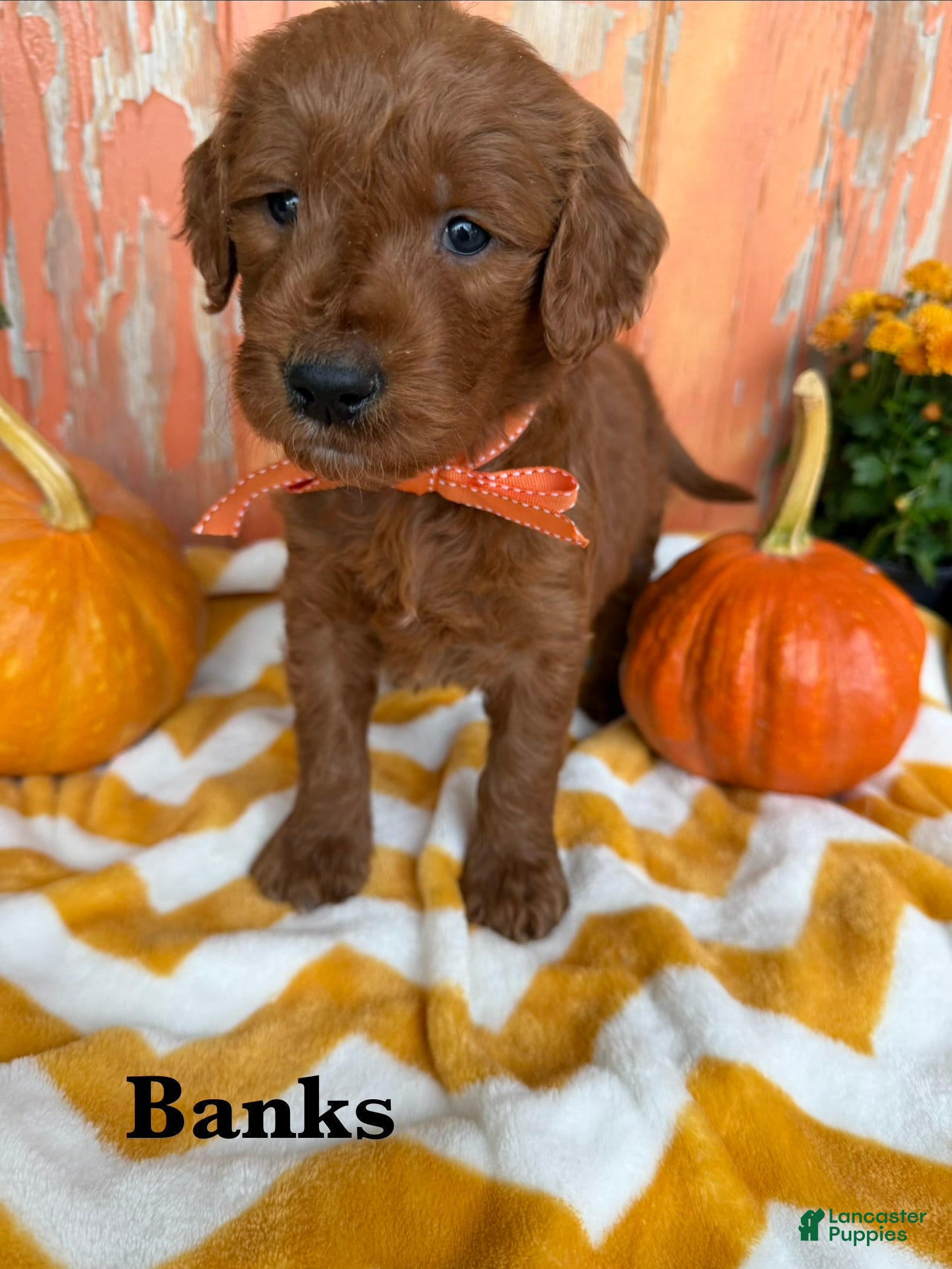 Goldendoodle dogs BANKS  - Ad 1