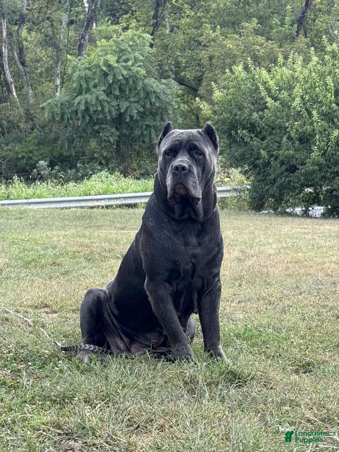Cane Corso dogs for sale: Cane Corso Puppy 3 - Ad 2