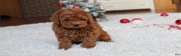 Toy Poodle dogs for sale: Connor - Ad 12