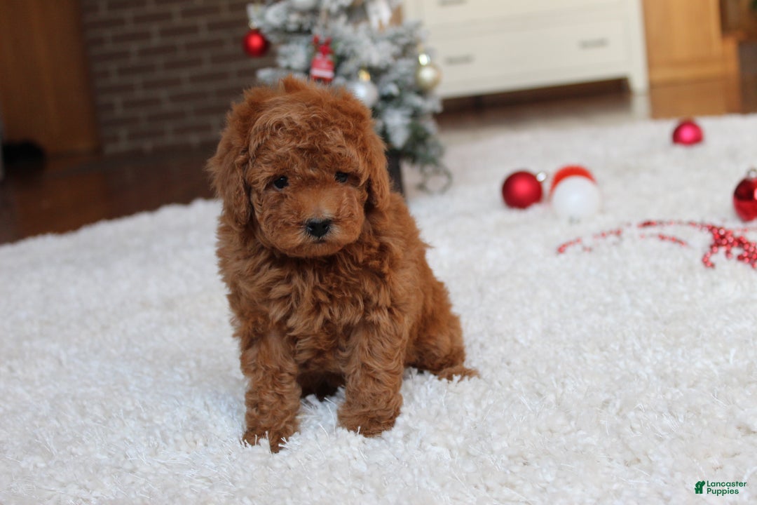 Toy Poodle dogs for sale: Connor - Ad 12