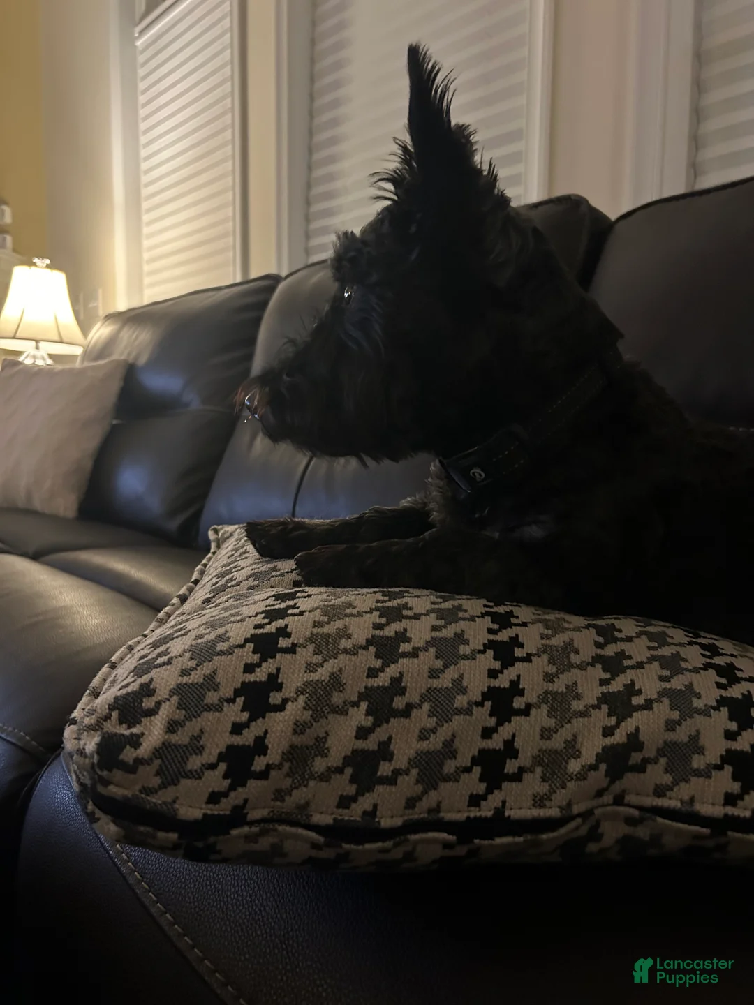 Scottish Terrier dogs for stud: Scottie stud - Ad 2