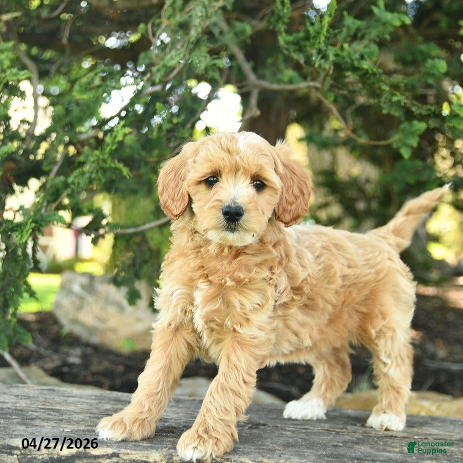 Goldendoodle dogs Misty - Ad 2