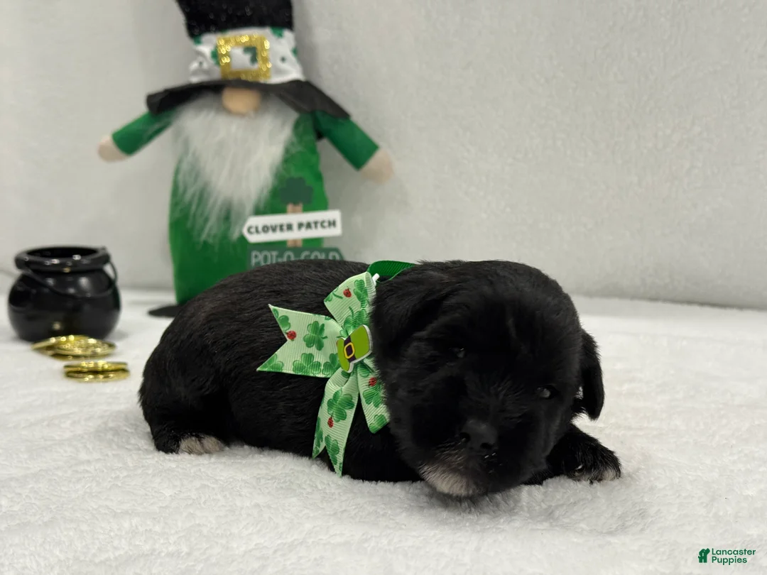 Miniature Schnauzer dogs for sale: Paisley Male 3 - Ad 2