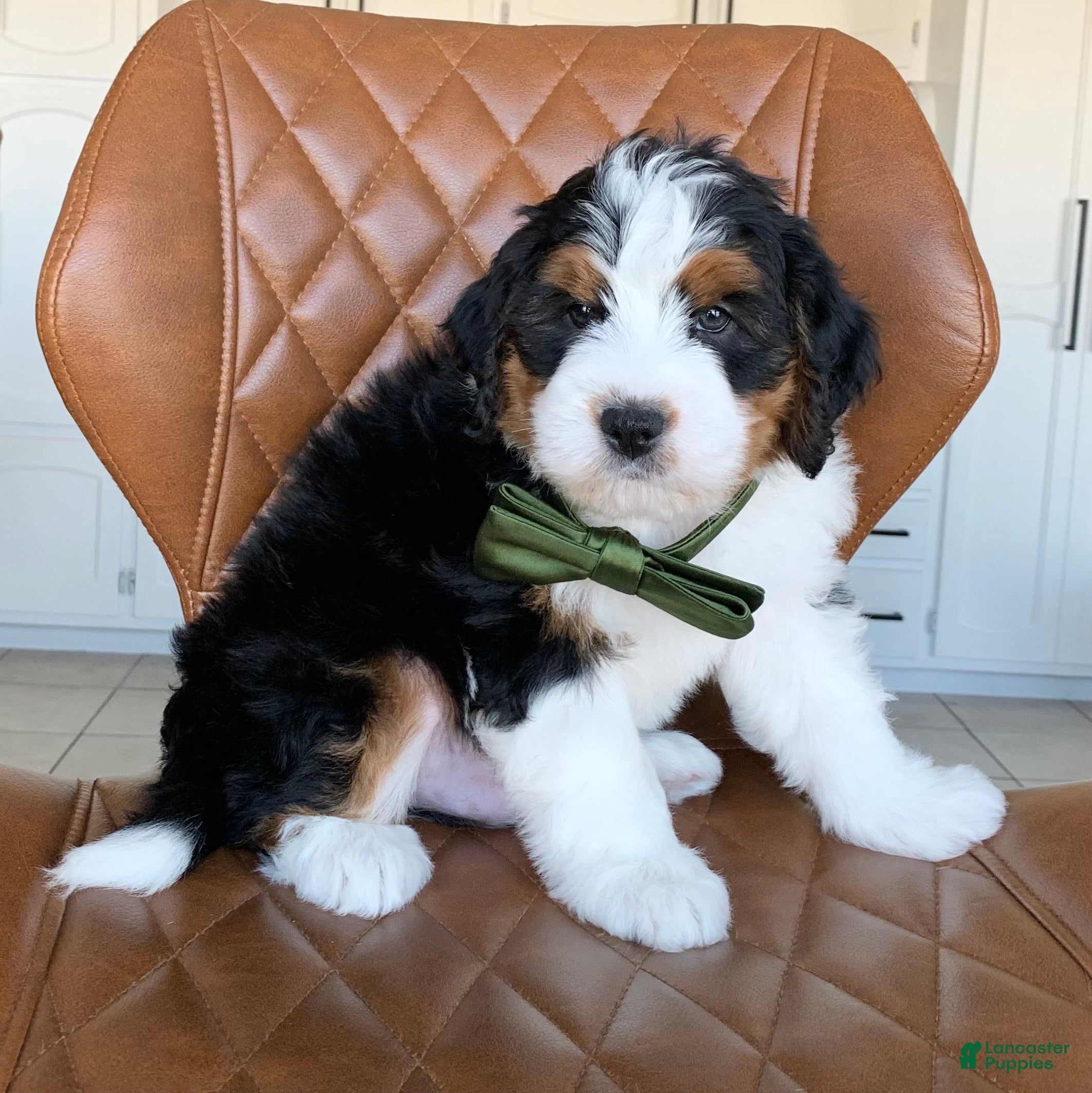 Bernedoodle dogs Milo - Ad 2