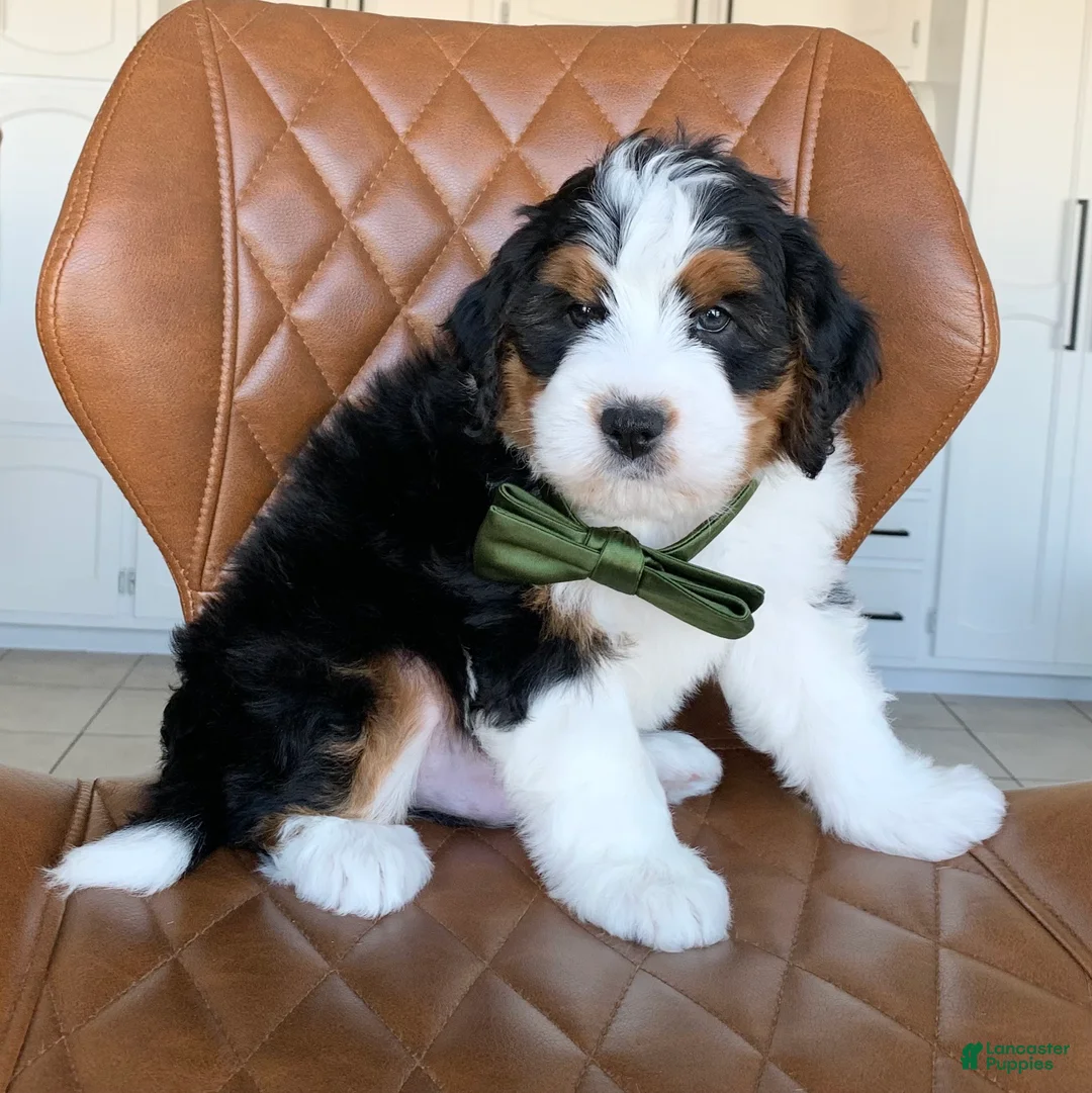Bernedoodle dogs for sale: Milo - Ad 2