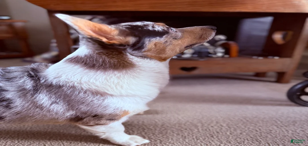 Gallery Image {{count}}