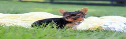 Yorkshire Terrier dogs for sale: Miranda - Ad 7