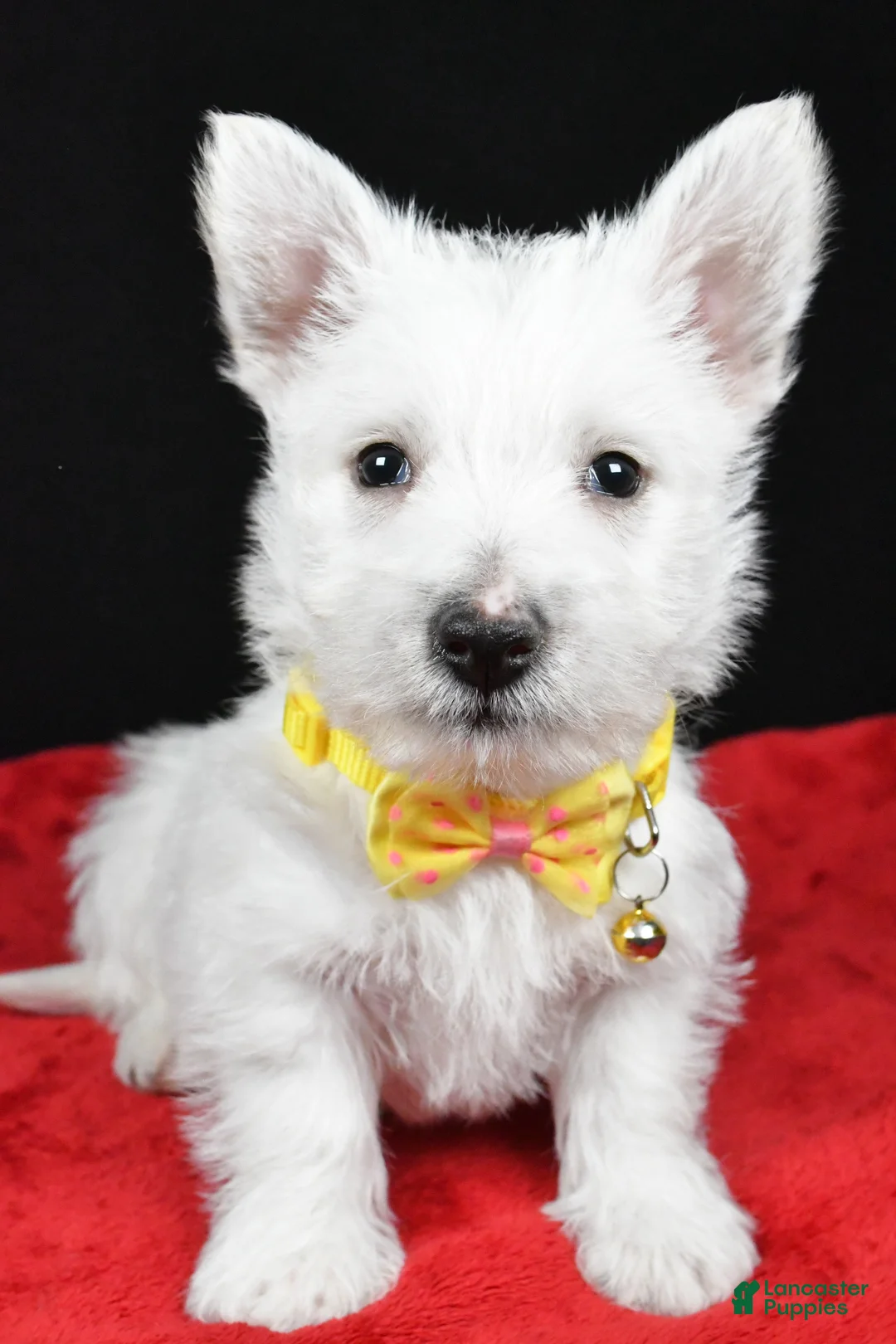 West Highland Terrier dogs for sale: Echo - Ad 8