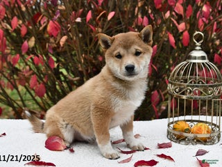 Shiba Inu dogs Pluto - Ad 3