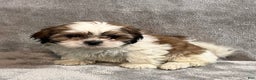 Shih Tzu dogs for sale: Hamlet - Ad 2