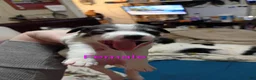 Chihuahua dogs for sale: Chihuahua 4 - Ad 1