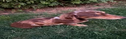 Miniature Dachshund dogs for sale: Cooper - Ad 5