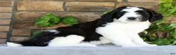 Saint Berdoodles dogs for sale: Jake - Ad 3