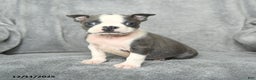 Boston Terrier dogs for sale: Sylvester - Ad 1
