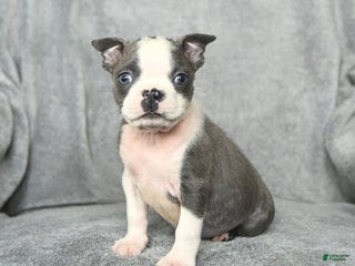 Boston Terrier dogs Sylvester - Ad 4