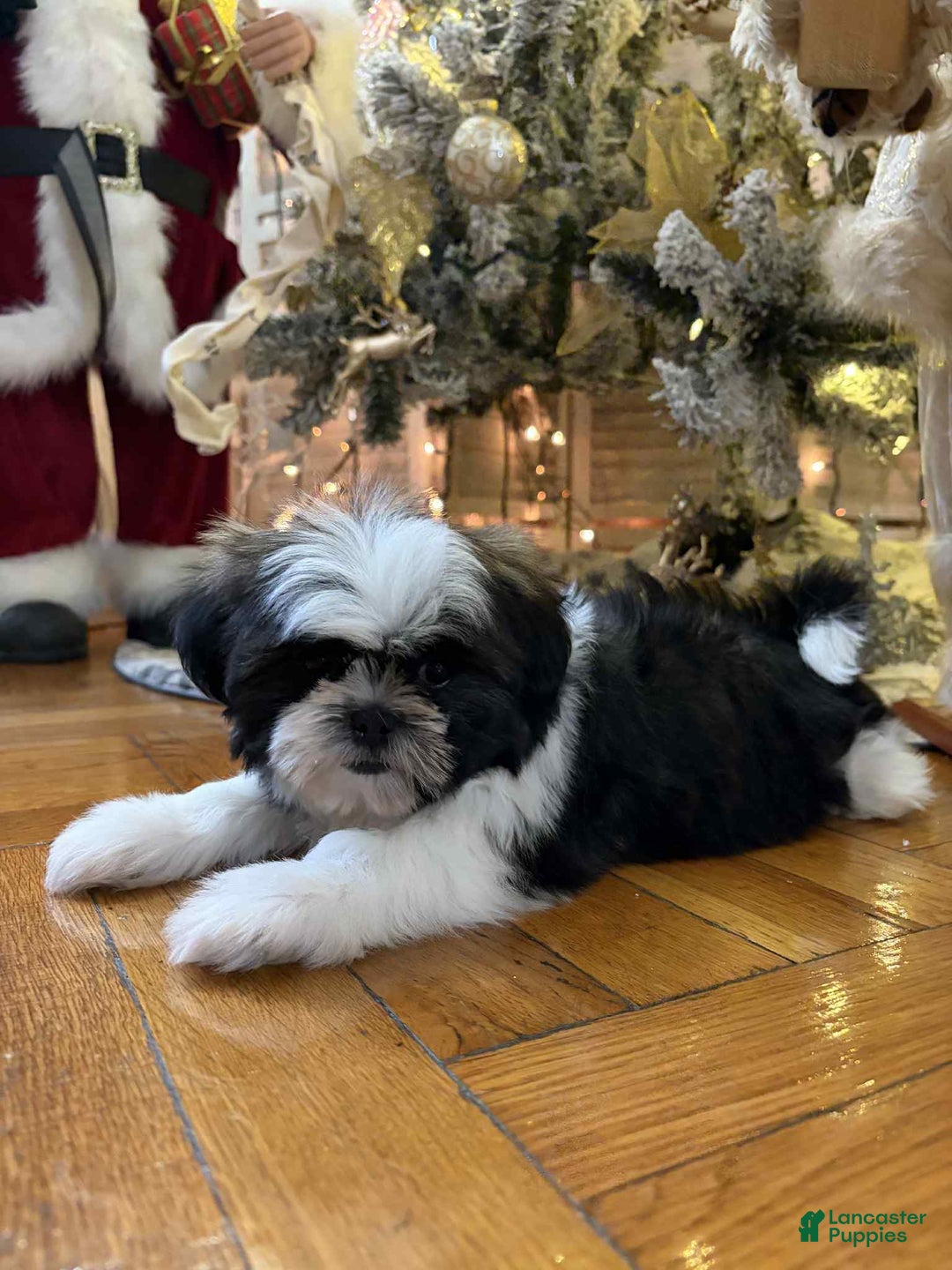 Shih Tzu dogs for sale: Julie - Ad 2
