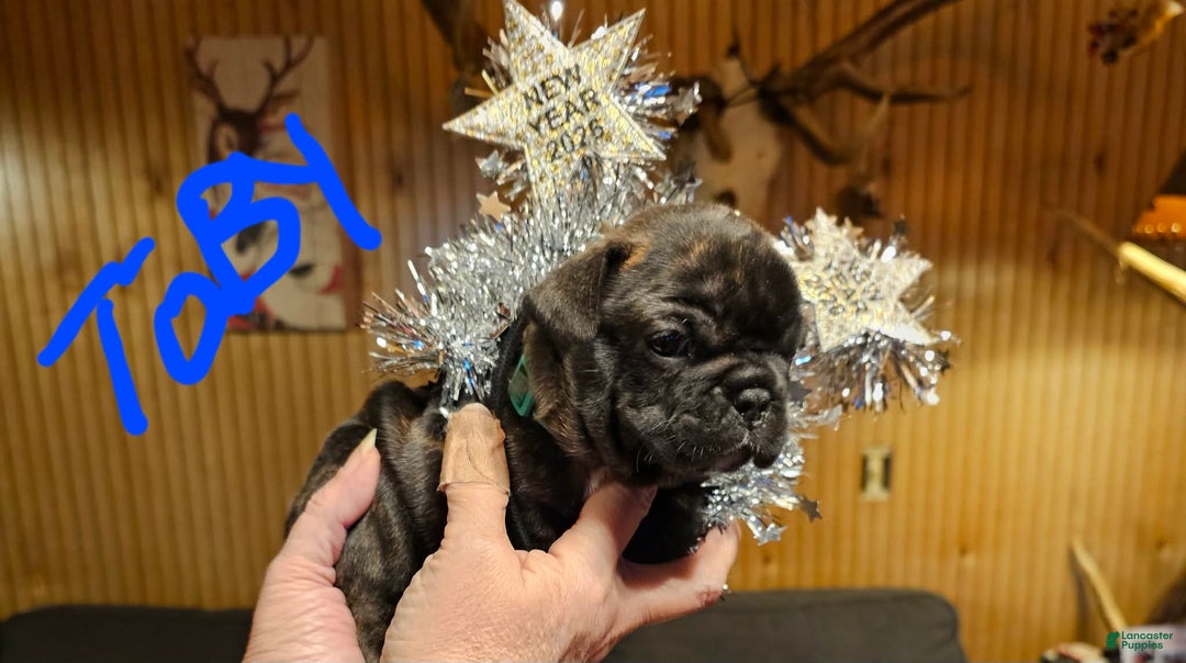French Bulldog dogs for sale: Toby - Ad 1