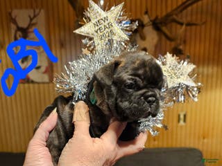 French Bulldog dogs Toby - Ad 20