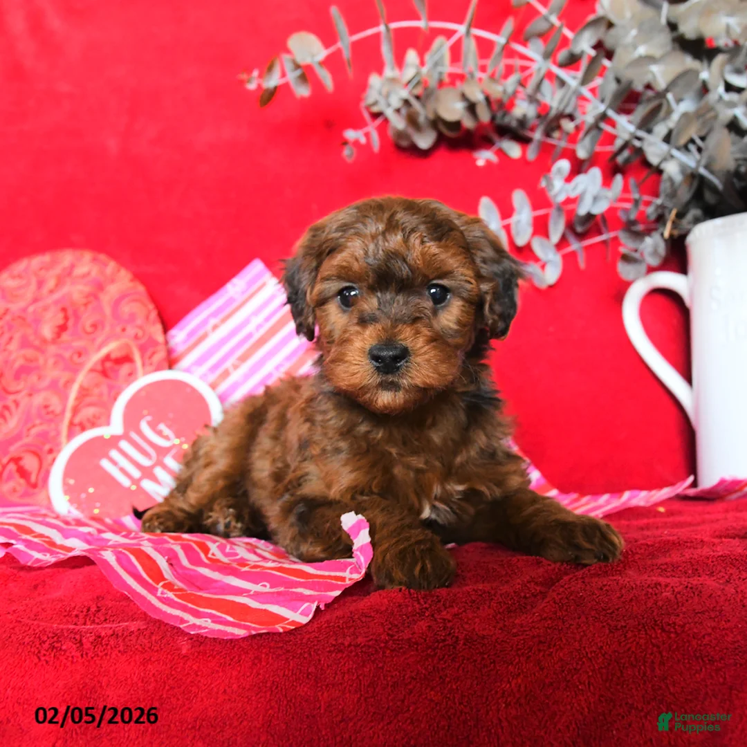 Yorkiepoo dogs for sale: Calvin - Ad 3